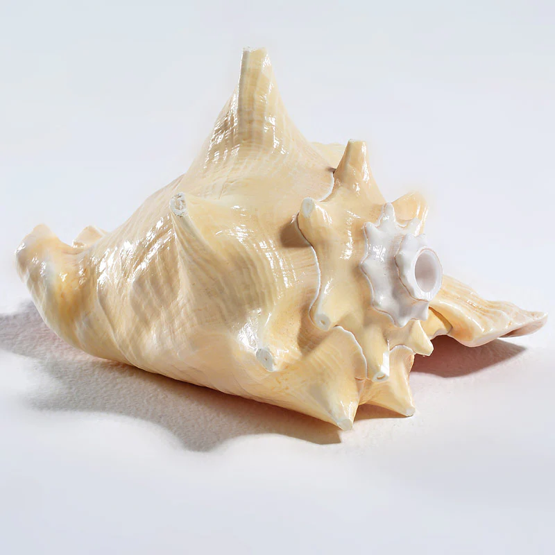 Conch / Ocean Sound - Image 2